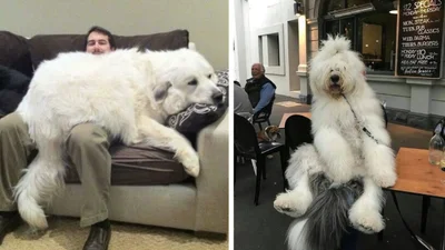 Виросли й не помітили: гігантські собаки, які ледь-ледь поміщаються на колінах