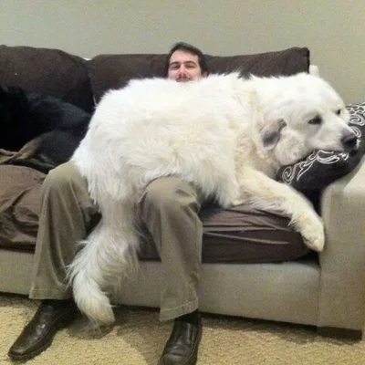 Виросли й не помітили: гігантські собаки, які ледь-ледь поміщаються на колінах - фото 849519