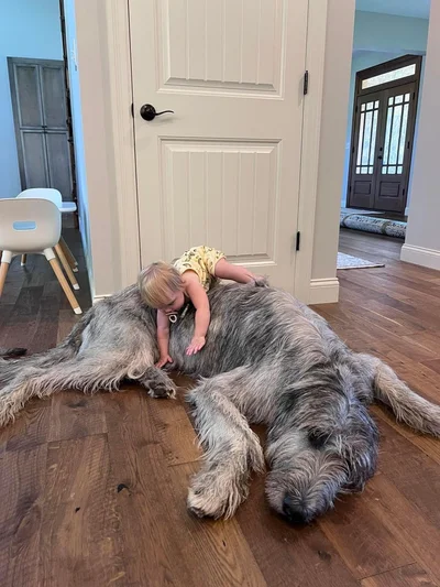 Виросли й не помітили: гігантські собаки, які ледь-ледь поміщаються на колінах - фото 849520