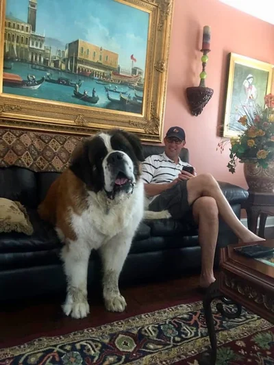 Виросли й не помітили: гігантські собаки, які ледь-ледь поміщаються на колінах - фото 849521