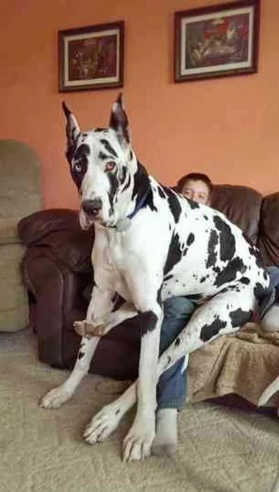 Виросли й не помітили: гігантські собаки, які ледь-ледь поміщаються на колінах - фото 849523