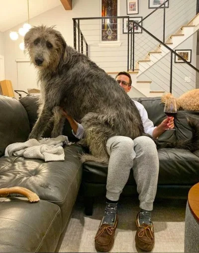 Виросли й не помітили: гігантські собаки, які ледь-ледь поміщаються на колінах - фото 849524