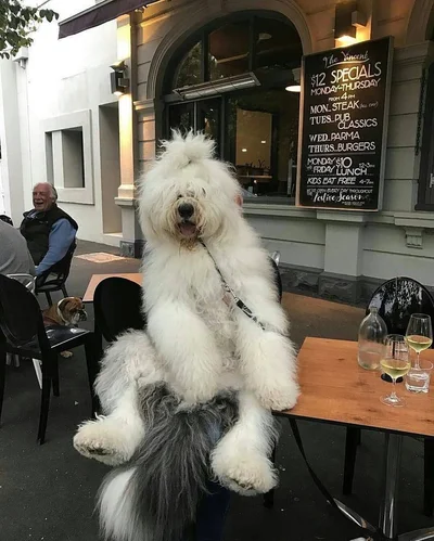 Виросли й не помітили: гігантські собаки, які ледь-ледь поміщаються на колінах - фото 849527