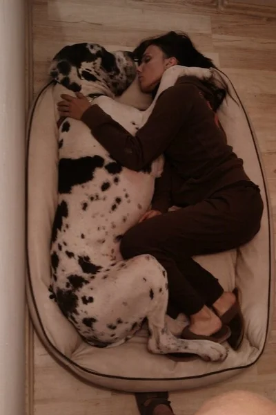 Виросли й не помітили: гігантські собаки, які ледь-ледь поміщаються на колінах - фото 849531