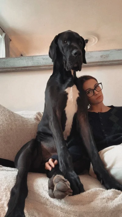 Виросли й не помітили: гігантські собаки, які ледь-ледь поміщаються на колінах - фото 849533