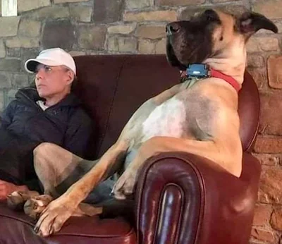 Виросли й не помітили: гігантські собаки, які ледь-ледь поміщаються на колінах - фото 849538