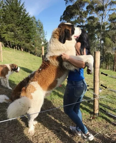Виросли й не помітили: гігантські собаки, які ледь-ледь поміщаються на колінах - фото 849539