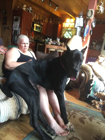 Виросли й не помітили: гігантські собаки, які ледь-ледь поміщаються на колінах - фото 849541