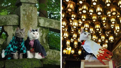 Коти в костюмах аніме - милі та водночас небезпечні герої підкорюють інтернет