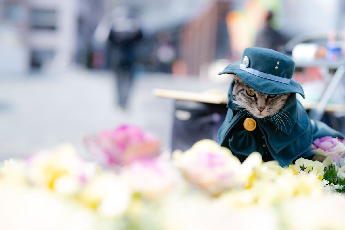 Коты в костюмах аниме - милые и одновременно опасные герои покоряют интернет - фото 849620