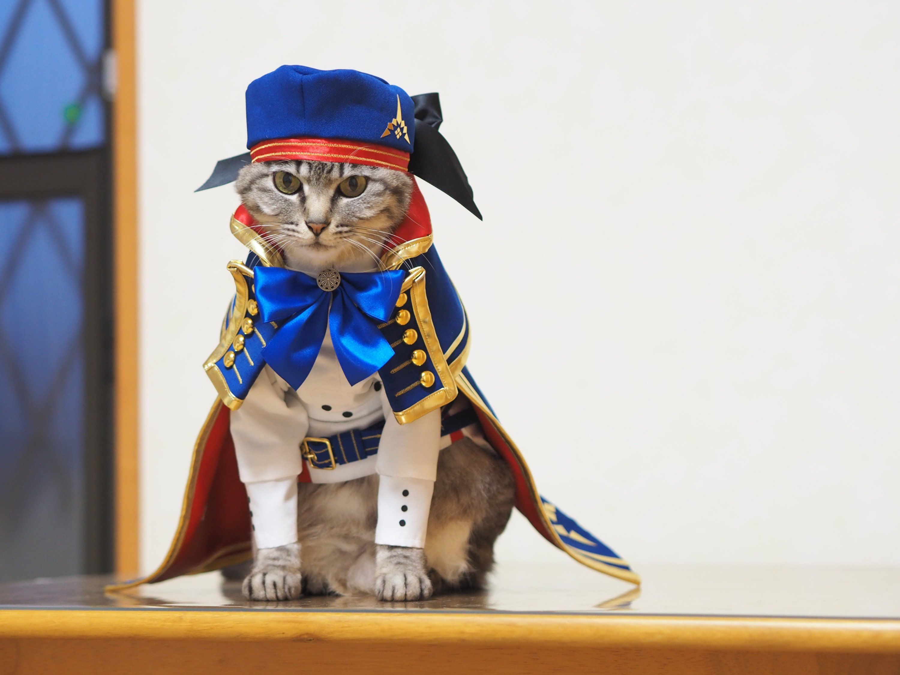 Коты в костюмах аниме - милые и одновременно опасные герои покоряют интернет - фото 849623