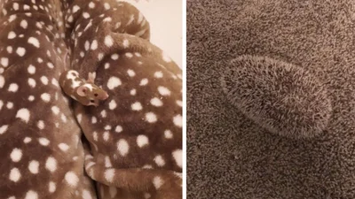 20 тварин з ідеальним камуфляжем, які змусять тебе придивитись двічі