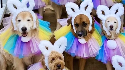 Дресировані песики у костюмах великодніх зайців підкорюють мережу - це надто мило, аби не глянути