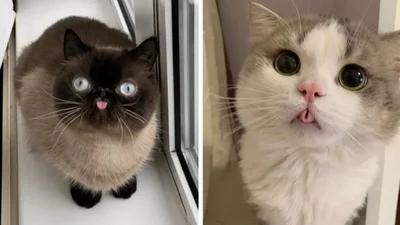 15 грайливих котів, що показують свої маленькі язички