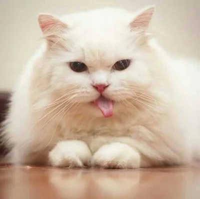 15 грайливих котів, що показують свої маленькі язички - фото 850579