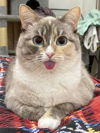 15 грайливих котів, що показують свої маленькі язички - фото 850580