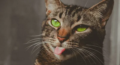 15 грайливих котів, що показують свої маленькі язички - фото 850581