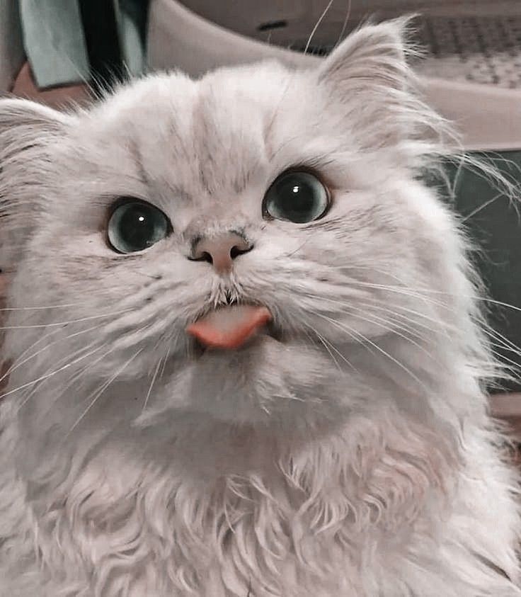 15 игривых котов, показывающих свои маленькие язычки - 850582 15 игривых котов, показывающих свои маленькие язычки - фото 850582
