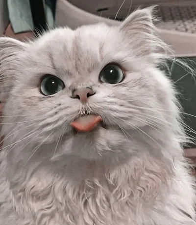 15 грайливих котів, що показують свої маленькі язички - фото 850582