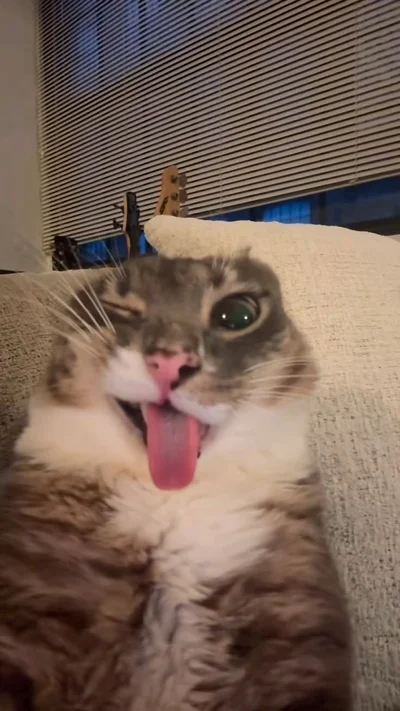 15 грайливих котів, що показують свої маленькі язички - фото 850585