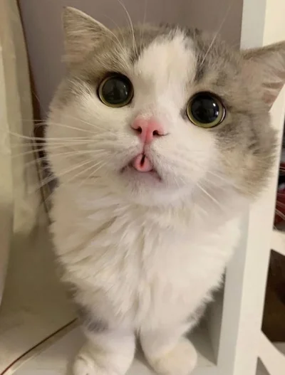 15 грайливих котів, що показують свої маленькі язички - фото 850586