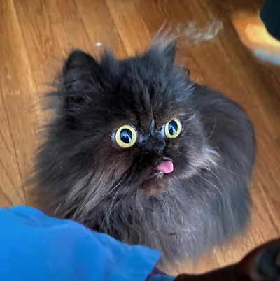 15 грайливих котів, що показують свої маленькі язички - фото 850591