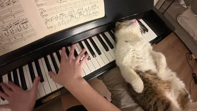 Кіт любить слухати класичну музику, і відео з ним підкорило українців
