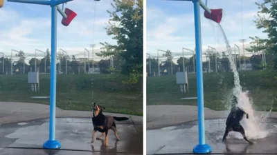 Готовий до Обливаного понеділка: песик шаленіє від поливання водою у кумедному відео