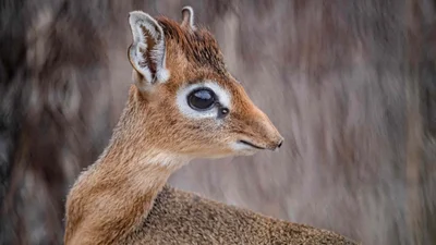 Найменше у світі антилопеня народилось у Британії - не більше банки квасолі