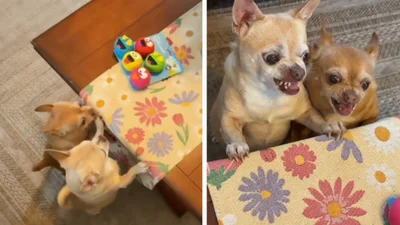 У них вселився біс: два песики аж надто емоційно реагують на нову іграшку