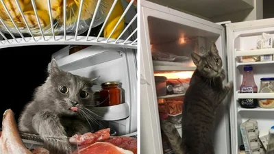 15 шалено голодних котиків, які ніяк не можуть дочекатись Великодня