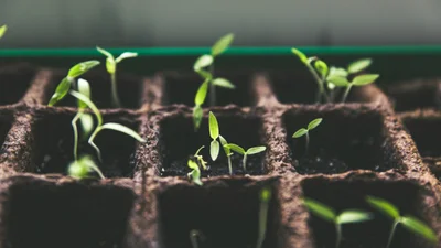 Внутрішня бабуся вимагає саджати: меми про розсаду, яка неочікувано прийшла у наше життя