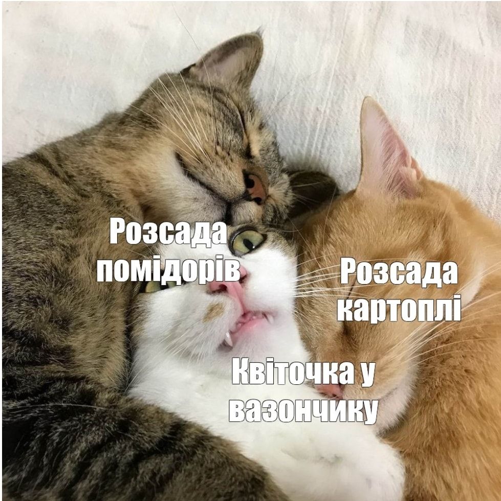Внутренняя бабушка требует сажать: мемы о рассаде, которая неожиданно пришла в нашу жизнь - 852007 Внутренняя бабушка требует сажать: мемы о рассаде, которая неожиданно пришла в нашу жизнь - фото 852007