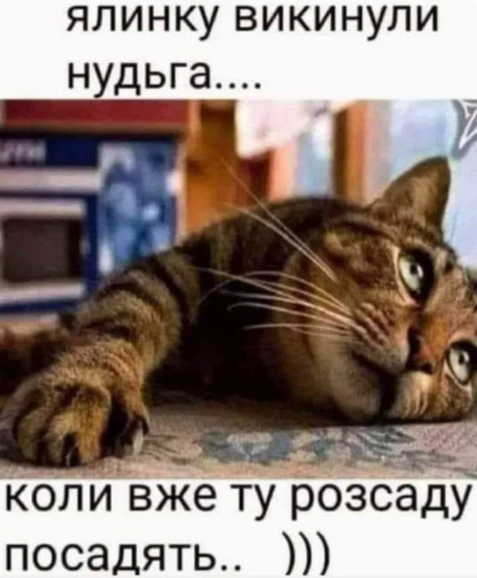 Внутренняя бабушка требует сажать: мемы о рассаде, которая неожиданно пришла в нашу жизнь - 852017 Внутренняя бабушка требует сажать: мемы о рассаде, которая неожиданно пришла в нашу жизнь - фото 852017