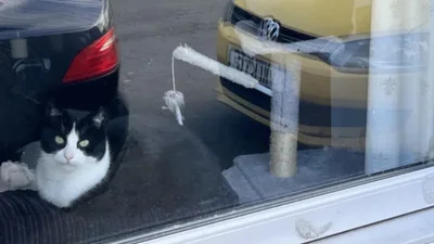 Оптична ілюзія, яка зводить з розуму: знайди на фото двох котів