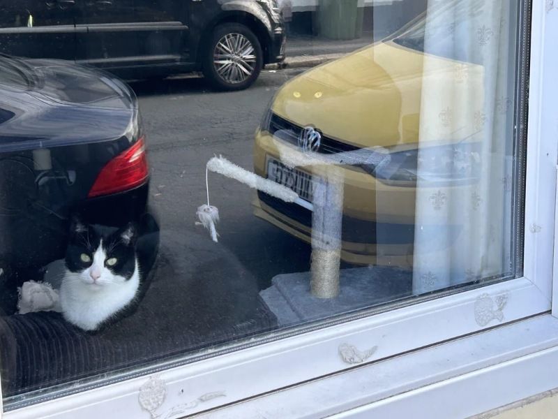 А ти бачиш на фото кота? - 852063 А ти бачиш на фото кота? - фото 852063