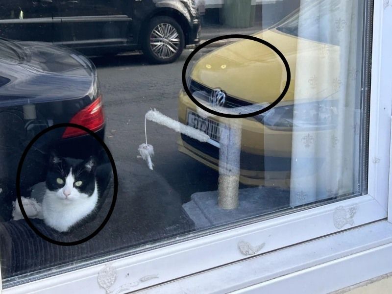 Оптична ілюзія, яка зводить з розуму: знайди на фото двох котів - 852064 Оптична ілюзія, яка зводить з розуму: знайди на фото двох котів - фото 852064
