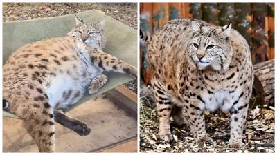 Рись Степан так і не схуд до літа: смішна історія з київського зоопарку і фото вгодованого красеня