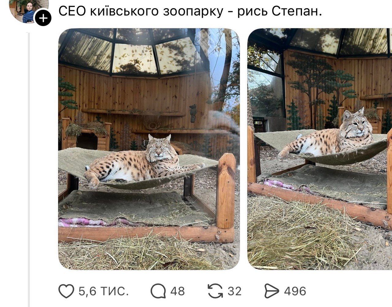 Рысь Степан так и не похудел к лету: смешная история с киевского зоопарка и фото упитанного красавца - фото 852187
