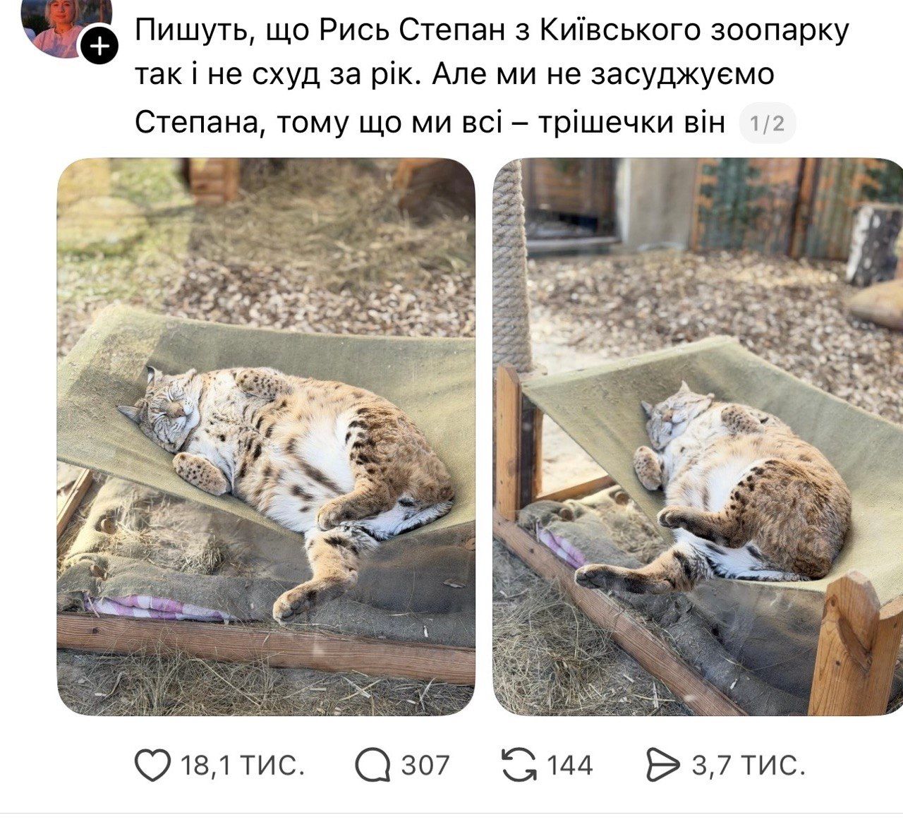 Рысь Степан так и не похудел к лету: смешная история с киевского зоопарка и фото упитанного красавца - фото 852188