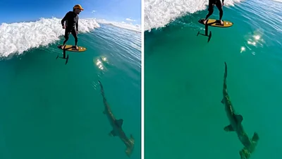 Моторошний момент: серфер помітив гігантську акулу-молота прямо під собою під час катання