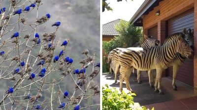 12 випадкових кадрів, на яких відбувається щось незрозуміле, проте дуже цікаве