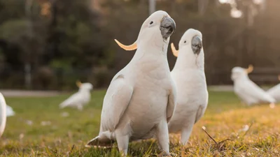 Танцюй так, ніби ніхто не бачить: папуга підкорила глядачів своїми запальними танцями