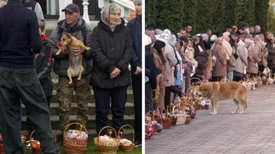 Пасха вместе: украинцы показывают праздничные фото собачек