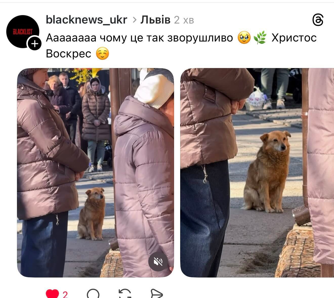 Великдень разом: українці показують святкові фото песиків - 852998 Великдень разом: українці показують святкові фото песиків - фото 852998
