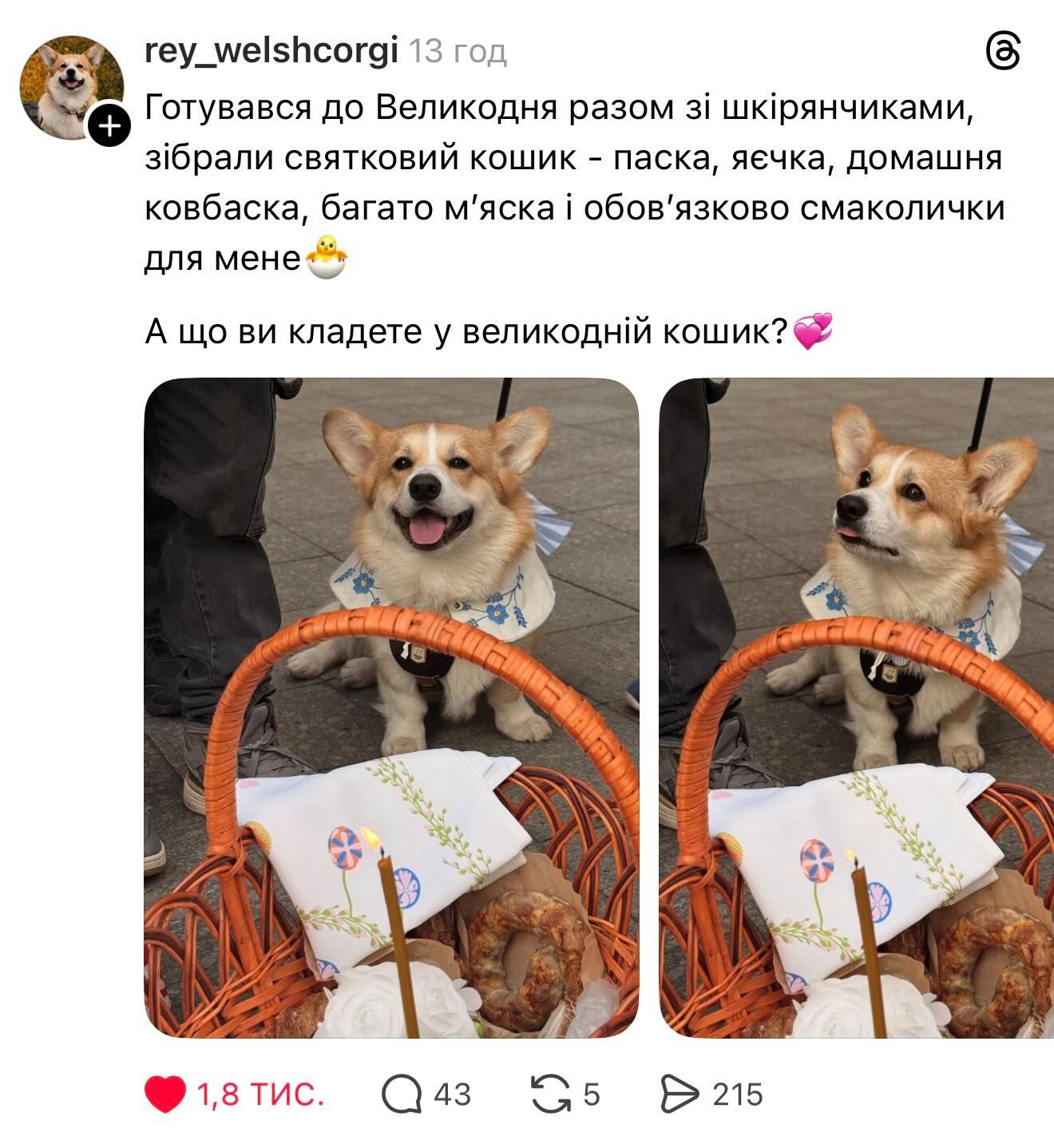 Великдень разом: українці показують святкові фото песиків - 853003 Великдень разом: українці показують святкові фото песиків - фото 853003