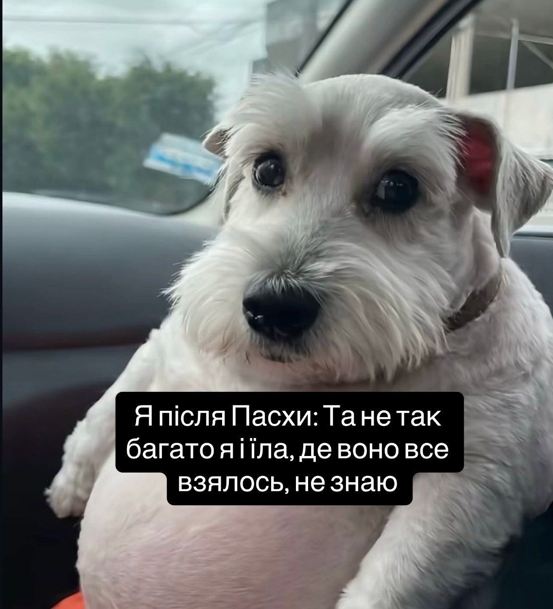 Меми про паску - фото 853137