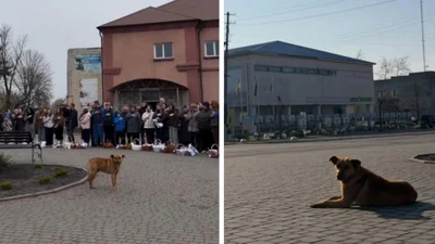 Пес поет гимн Украины на Пасху в щемящем видео