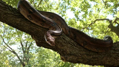 Величезна змія раптово кинулась на машину, і цей небезпечний момент потрапив на відео