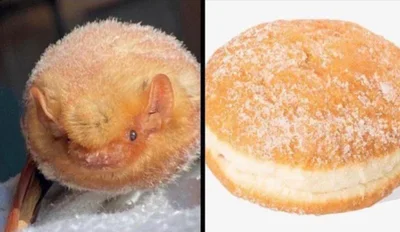 Ілюзія обману: ці речі виглядають як їжа, але їх точно краще не їсти - фото 853736